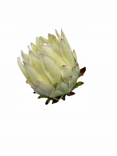 Protea główka 9 cm kremowo zielona