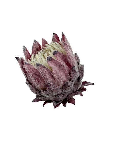 Protea główka 9 cm brudny róż