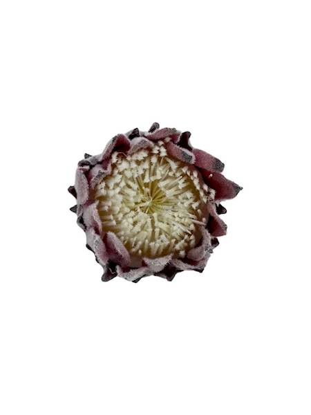 Protea główka 9 cm brudny róż