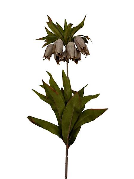 Cesarska korona gałązka 80 cm brąz