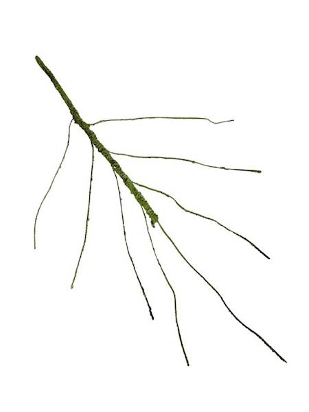 Korzeń 64 cm zielony