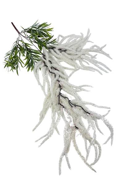 Szarłat amarnatus 70 cm biały