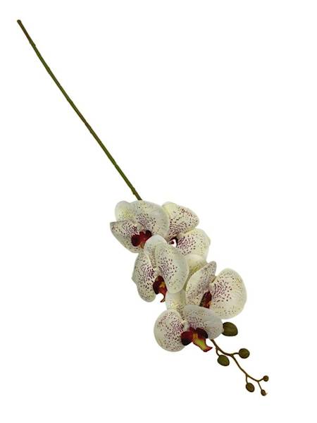 Storczyk gałązka 84 cm kremowy nakrapiany