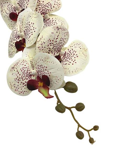 Storczyk gałązka 84 cm kremowy nakrapiany