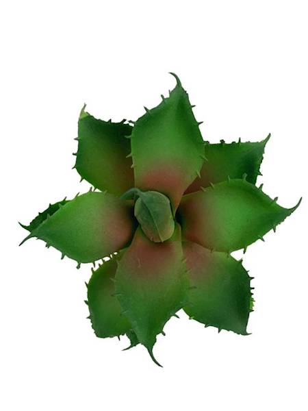 Sukulent 10 cm zielony z bordowym środkiem