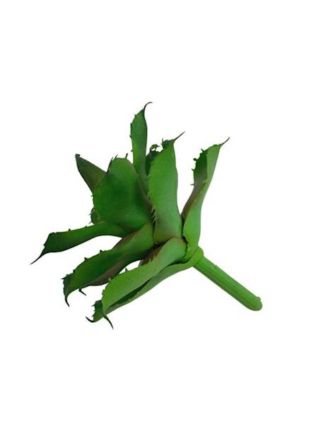 Sukulent 10 cm zielony z bordowym środkiem