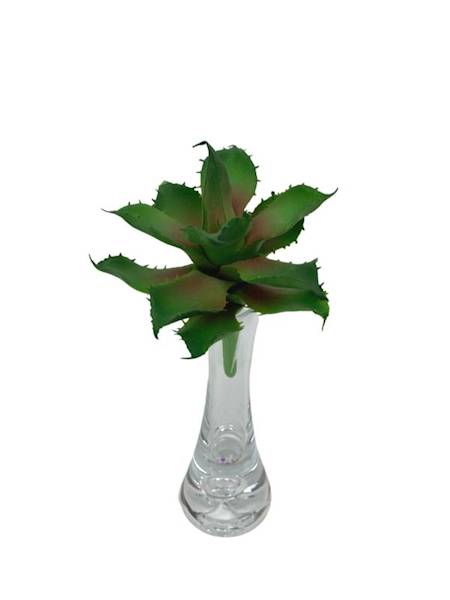 Sukulent 10 cm zielony z bordowym środkiem