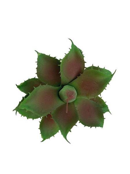 Sukulent 10 cm zielono bordowy