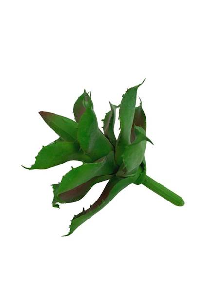Sukulent 10 cm zielono bordowy