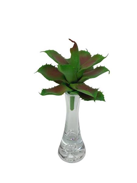 Sukulent 10 cm zielono bordowy