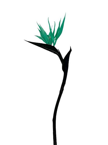 Strelicja rajski ptak 84 cm turkusowa