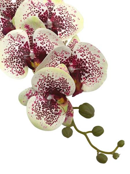 Storczyk gałazka 84 cm kremowo bordowy