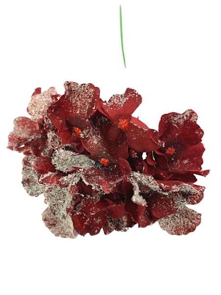 Hortensja ośnieżona 35 cm bordowa