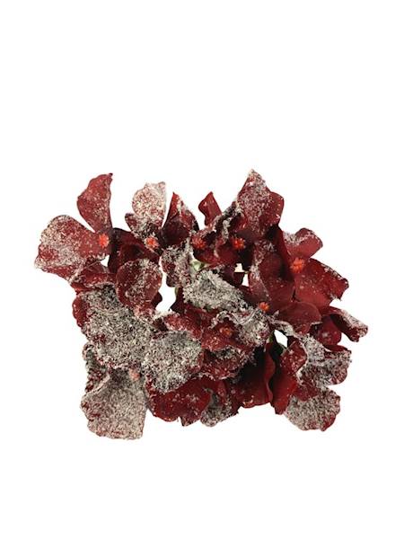 Hortensja ośnieżona 35 cm bordowa