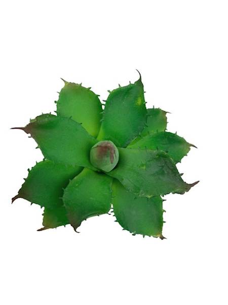Sukulent 10 cm zielony