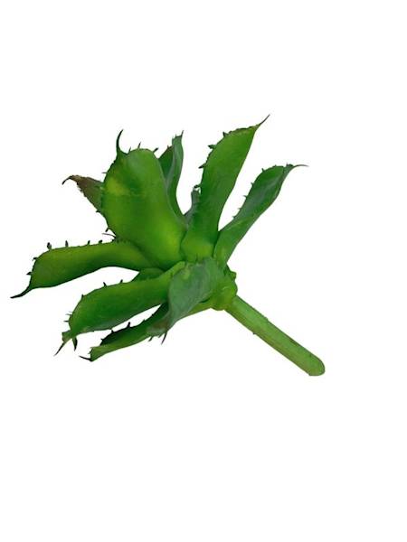 Sukulent 10 cm zielony