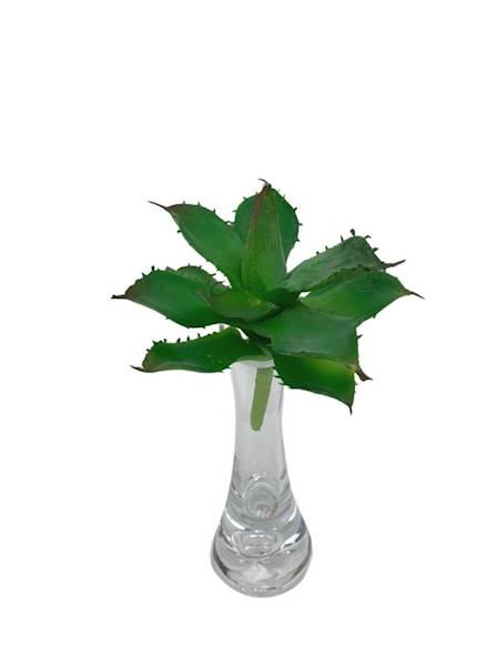 Sukulent 10 cm zielony