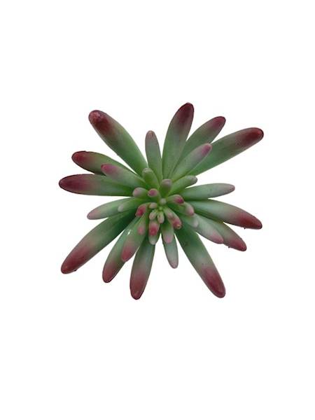 Sukulent 14 cm zielony z bordowym