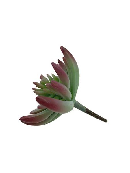 Sukulent 14 cm zielony z bordowym