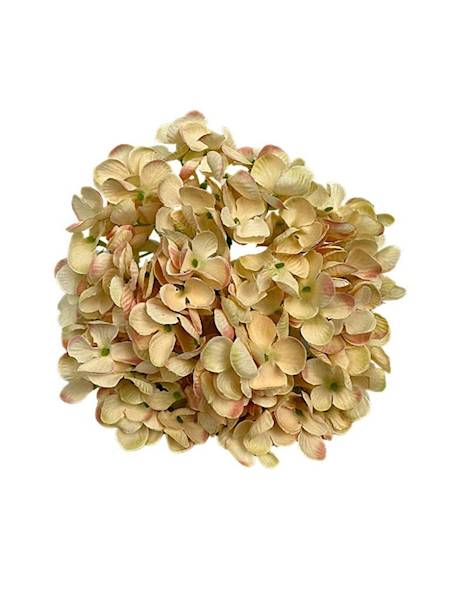 Hortensja główka 18 cm brzoskwiniowa