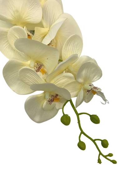 Storczyk gałązka 85 cm kremowy