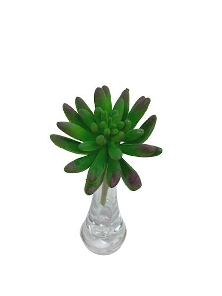 Sukulent 10 cm zielony z fioletem