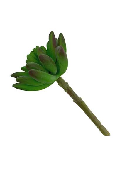 Sukulent 10 cm zielony z fioletem