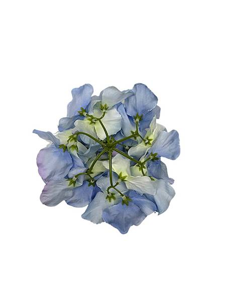 Hortensja główka 17 cm błękitna