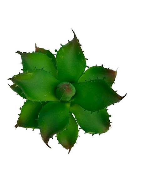 Sukulent 10 cm ciemno zielony