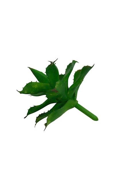 Sukulent 10 cm ciemno zielony