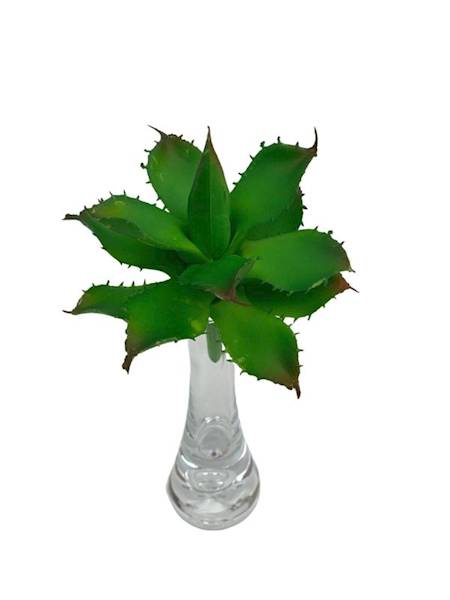 Sukulent 10 cm ciemno zielony