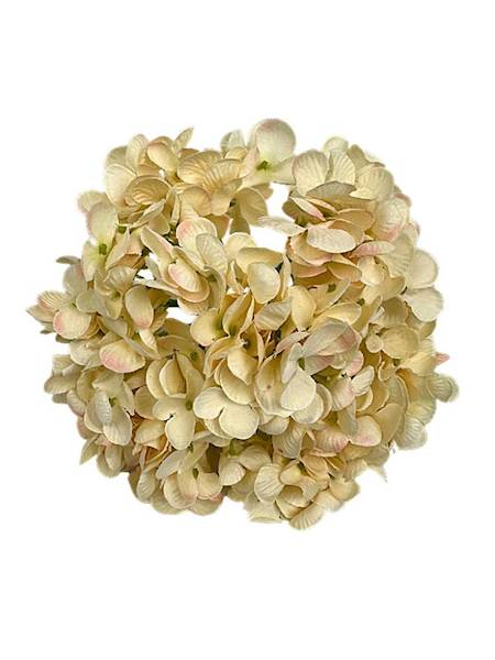 Hortensja główka 18 cm kremowa z różem