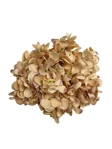 Hortensja główka 18 cm beż z fioletem