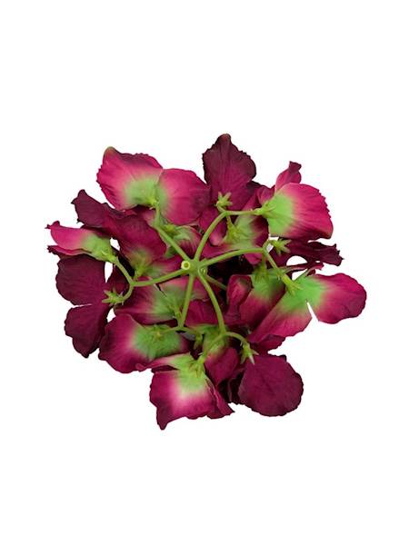 Hortensja główka 17 cm fuksja z zielonym