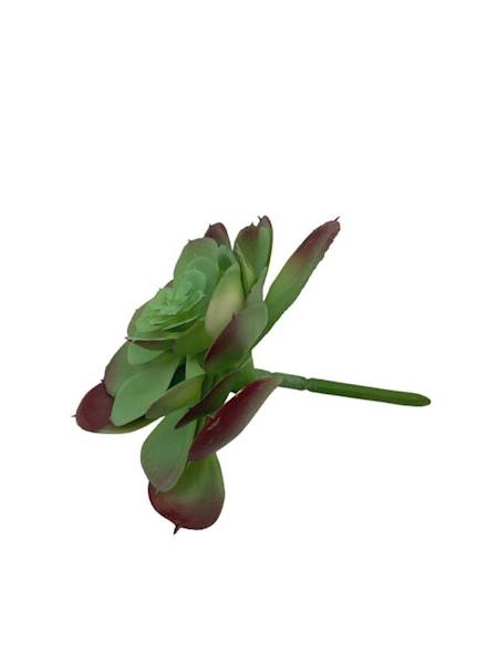 Sukulent 12 cm jasno zielony z bordowym