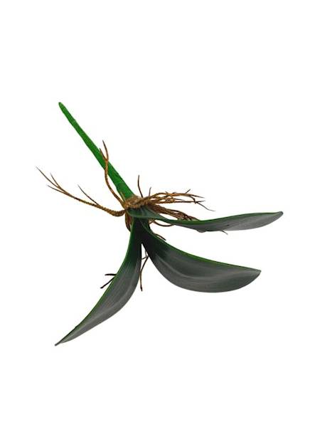 Liść do storczyka 22 cm