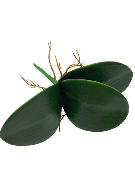 Liść do storczyka 22 cm