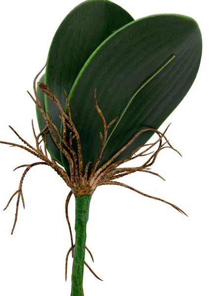 Liść do storczyka 22 cm