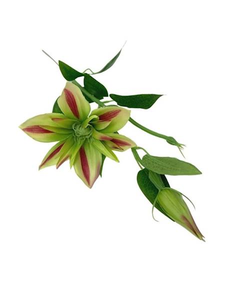 Klematis gałązka 48 cm zielono różowy