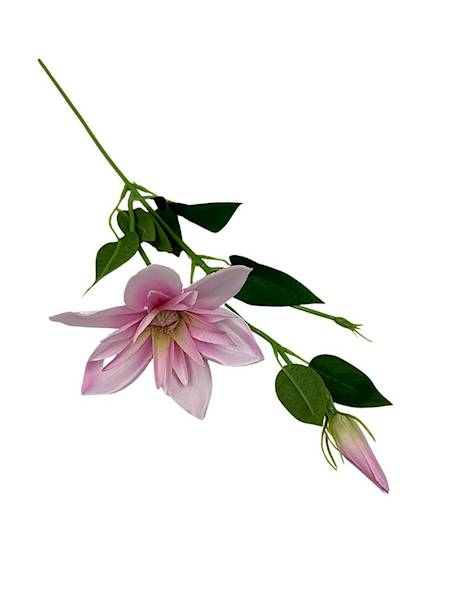 Klematis gałązka 48 cm jasny róż