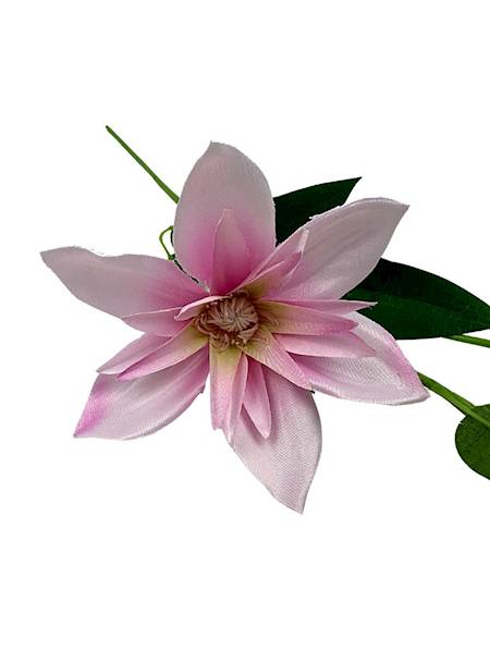 Klematis gałązka 48 cm jasny róż