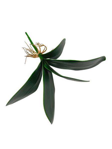 Liść do storczyka 30 cm