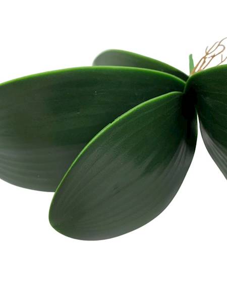 Liść do storczyka 30 cm