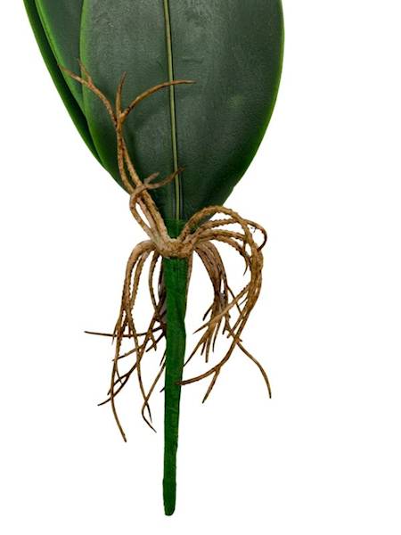 Liść do storczyka 30 cm