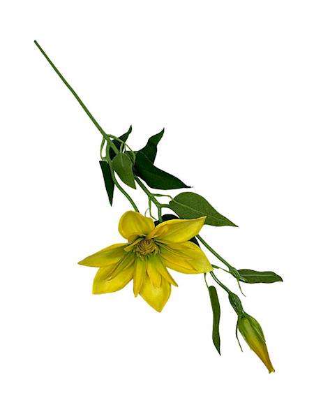 Klematis gałązka 48 cm żółty