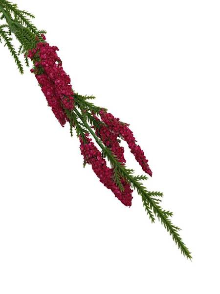 Wrzos gałązka 40 cm ciemny róż