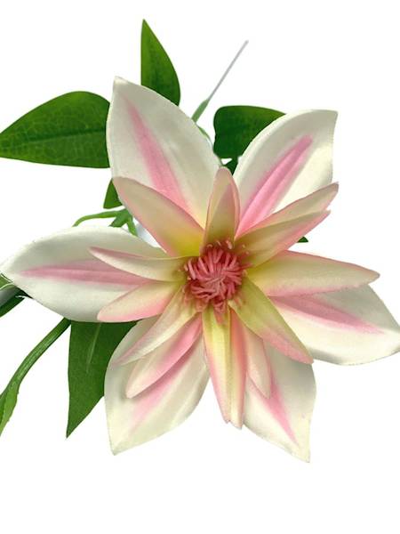 Klematis gałązka 48 cm krem róż