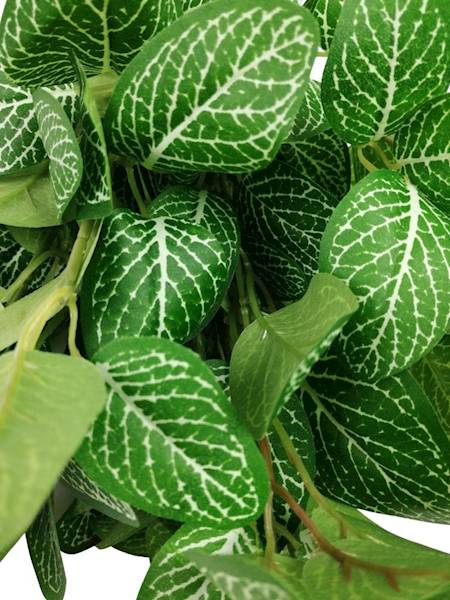 Bukiet zielony fitonia 46 cm 