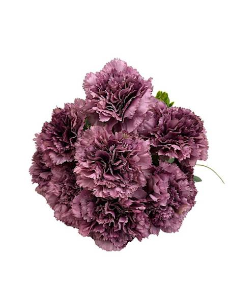 Bukiet goździków 48 cm fiołkowy