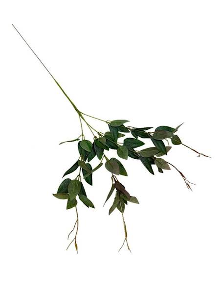 Ruskus gałązka 70 cm zielony z bordem